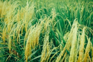 riz pour faire huile de son de riz dans les huiles capillaires pour nourrir ses cheveux l'été